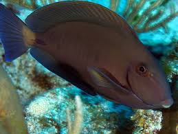 Image result for Acanthurus chirurgus