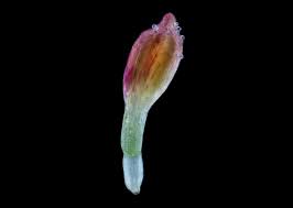 Attēlu rezultāti vaicājumam “Artemisia vulgaris bud”