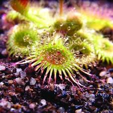 Attēlu rezultāti vaicājumam “Drosera anglica fruit”