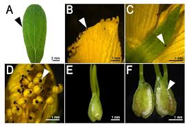 Attēlu rezultāti vaicājumam “Hypericum perforatum leaf”