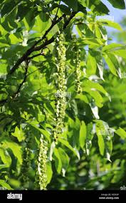 Attēlu rezultāti vaicājumam “Pterocarya fraxinifolia leaf”