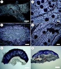 Attēlu rezultāti vaicājumam “Mycoblastus sanguinarius”