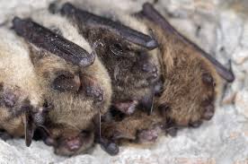 Attēlu rezultāti vaicājumam “Myotis brandtii”