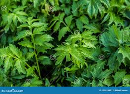 Attēlu rezultāti vaicājumam “Valeriana officinalis leaf”