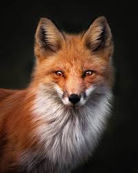 Attēlu rezultāti vaicājumam “Vulpes vulpes  adult”