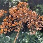 Attēlu rezultāti vaicājumam “Heracleum sphondylium subsp. sibiricum fruit”