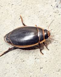 Attēlu rezultāti vaicājumam “Dytiscus sp.”