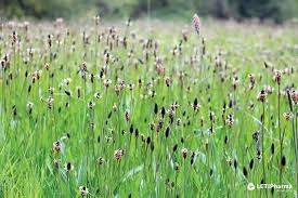 Attēlu rezultāti vaicājumam “Plantago lanceolata”
