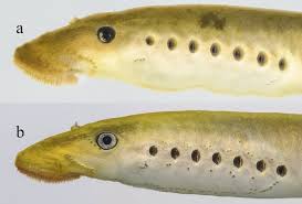 Image result for Lethenteron camtschaticum