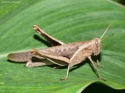 Attēlu rezultāti vaicājumam “Acrididae”