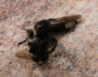 Attēlu rezultāti vaicājumam “Laphria gibbosa”