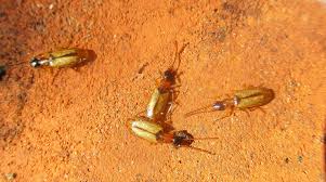 Attēlu rezultāti vaicājumam “Scaphisoma sp.”