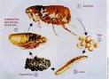 Flea Control - How to Get Rid of Fleas - Kill Fleas