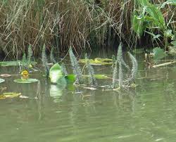 Attēlu rezultāti vaicājumam “Hippuridaceae”