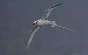 Image result for Phaethon aethereus