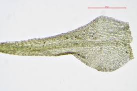 Attēlu rezultāti vaicājumam “Dicranella schreberiana”