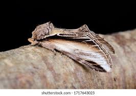 Attēlu rezultāti vaicājumam “Pheosia tremula”