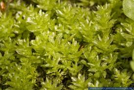 Attēlu rezultāti vaicājumam “Plagiomnium undulatum”