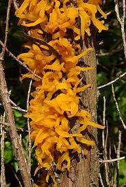 Attēlu rezultāti vaicājumam “Gymnosporangium cornutum”