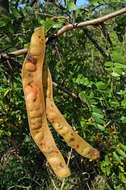 Attēlu rezultāti vaicājumam “Gleditsia triacanthos fruit”