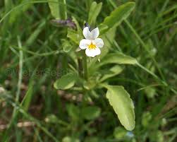 Attēlu rezultāti vaicājumam “Viola arvensis flower”