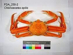 Image result for Chionoecetes opilio