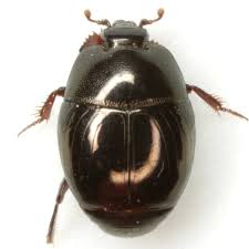 Attēlu rezultāti vaicājumam “Hypocaccus rugiceps”