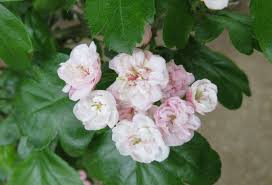 Attēlu rezultāti vaicājumam “Crataegus”