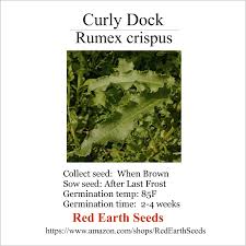 Attēlu rezultāti vaicājumam “Rumex crispus”