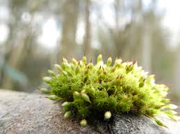 Attēlu rezultāti vaicājumam “Orthotrichum patens sporophyte”