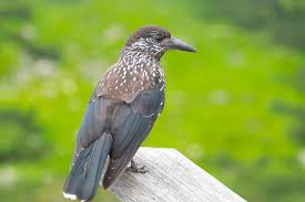 Attēlu rezultāti vaicājumam “Nucifraga caryocatactes”