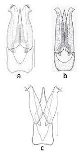 Attēlu rezultāti vaicājumam “Athous sp.”