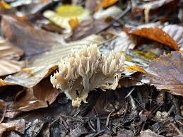 Attēlu rezultāti vaicājumam “Clavulina coralloides”