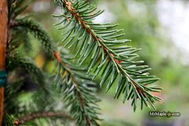 Attēlu rezultāti vaicājumam “Picea abies leaf”