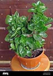 Image result for Kalanchoe blossfeldiana
