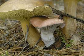 Attēlu rezultāti vaicājumam “Gomphidius roseus”