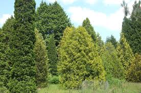 Attēlu rezultāti vaicājumam “Thuja occidentalis”