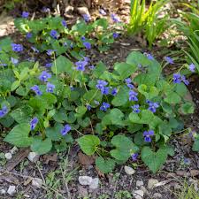 Attēlu rezultāti vaicājumam “Viola sororia flower”