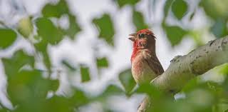 Attēlu rezultāti vaicājumam “Carpodacus erythrinus adult”