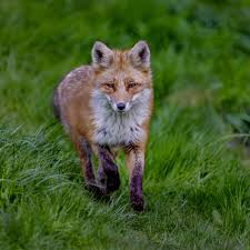 Attēlu rezultāti vaicājumam “Vulpes vulpes”