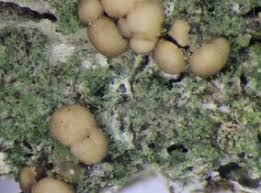 Attēlu rezultāti vaicājumam “Biatora sphaeroides”