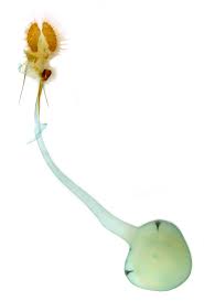 Attēlu rezultāti vaicājumam “Hedya salicella”