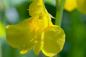 Attēlu rezultāti vaicājumam “Impatiens noli-tangere flower”