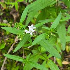 Attēlu rezultāti vaicājumam “Rubiaceae”