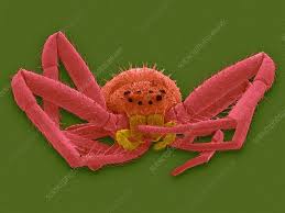 Attēlu rezultāti vaicājumam “Misumena vatia”