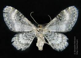 Attēlu rezultāti vaicājumam “Eupithecia centaureata”