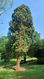 Image result for Mammutbaum