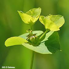 Attēlu rezultāti vaicājumam “Euphorbia virgata flower”