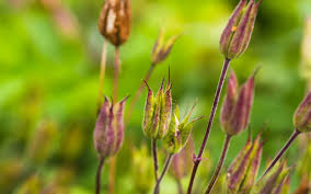 Attēlu rezultāti vaicājumam “Aquilegia vulgaris bud”