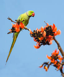 Image result for Psittacula krameri